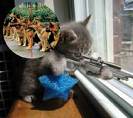 Chat Killer de chien x))